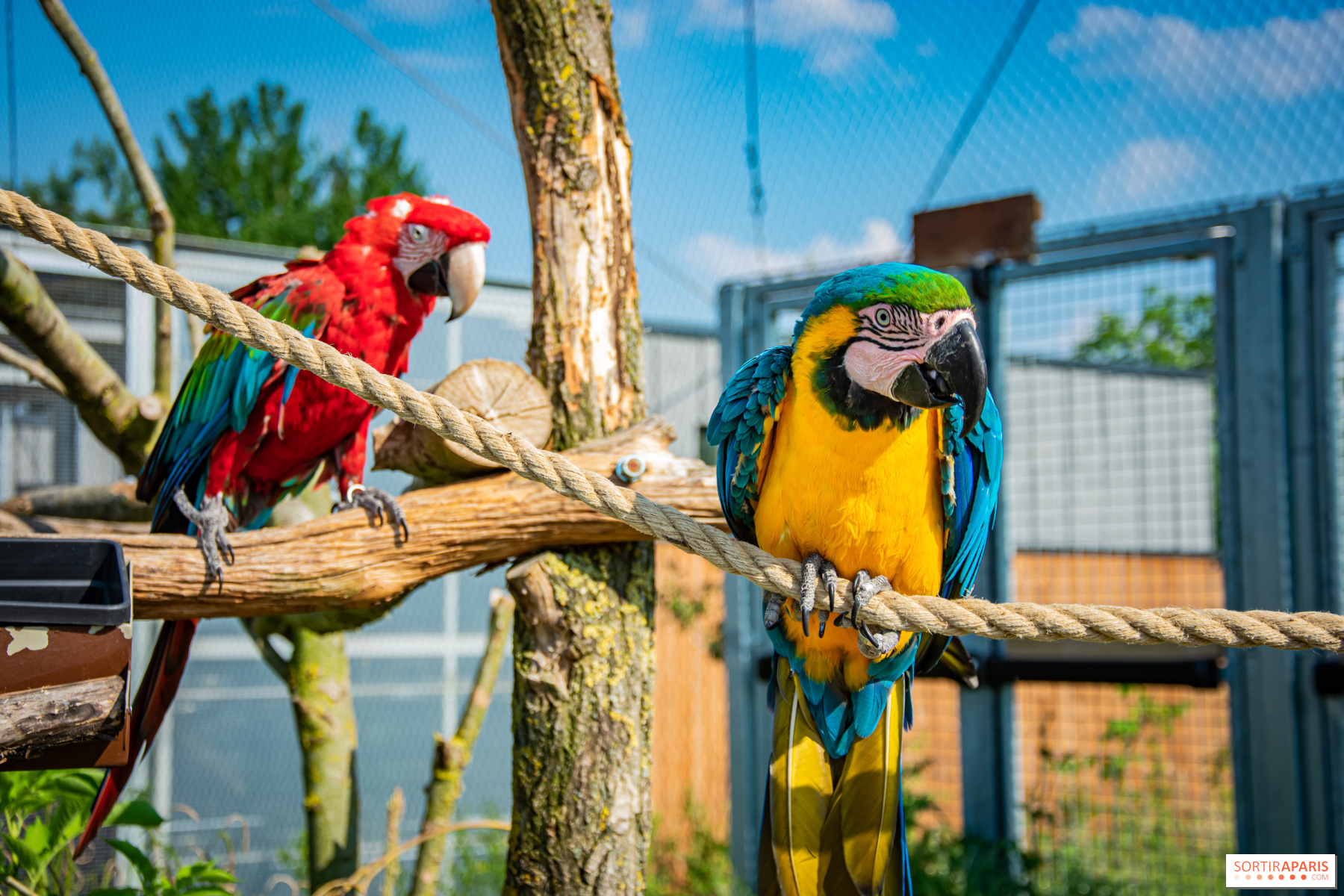 World Parrot Day: Celebrating colorful wonders of avian kingdom