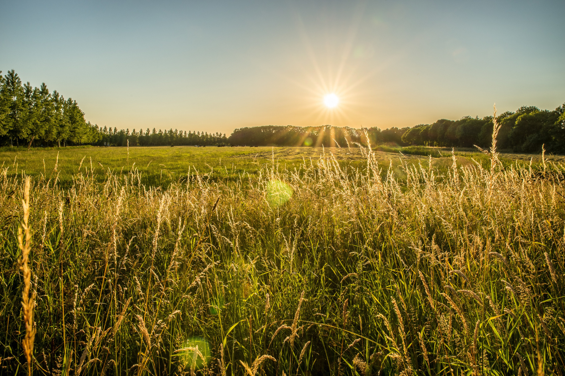 Nationale landbouwdagen 2026: wandeling door de biodiversiteit op de velden in Essonne