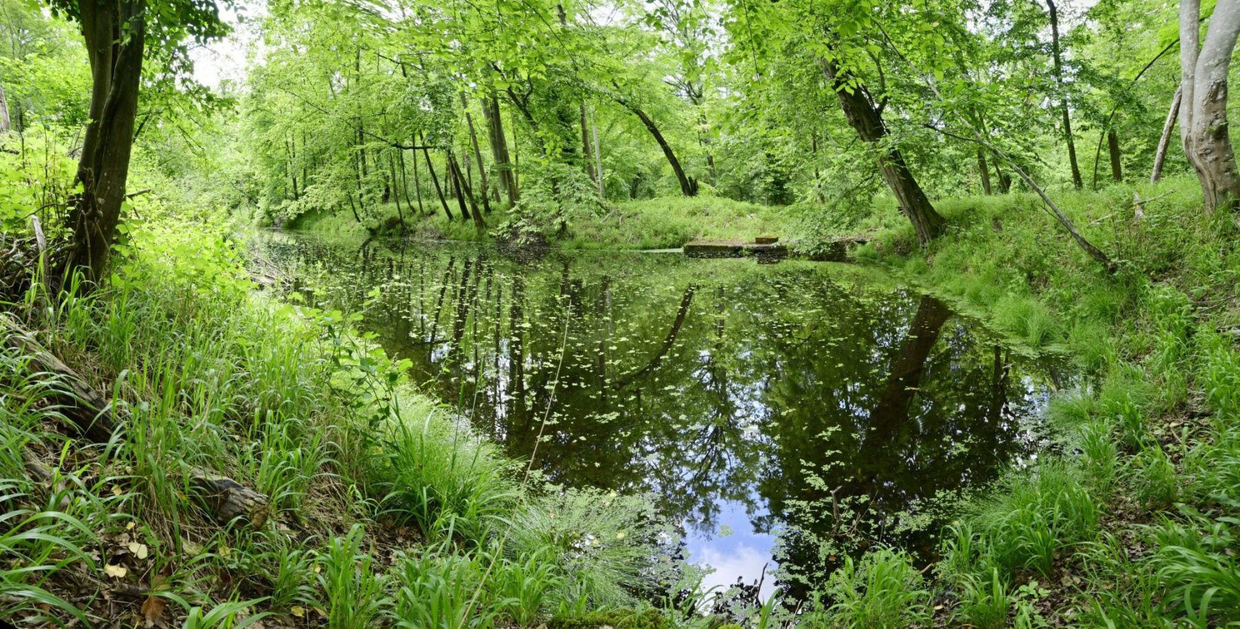 Gratis animaties en wandelingen bij de opening van dit bosgebied in Val-de-Marne