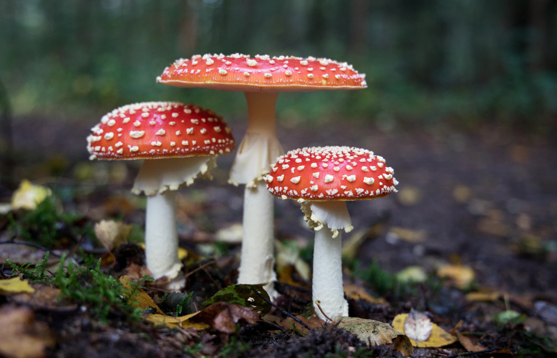 Learn how to recognize wild plants and mushrooms when picking 