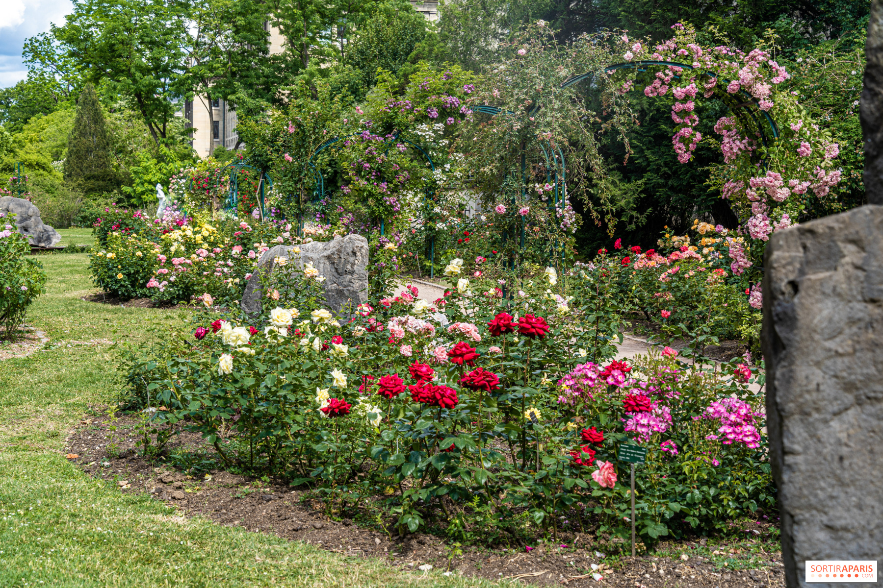 200 Pièces Coloré Rose Arc-En-Ciel Semences Florales Jardin Plantes 