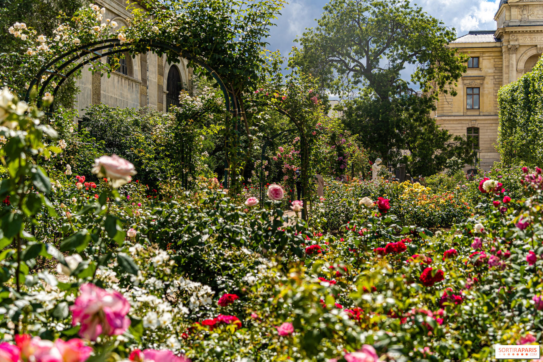 The Jardin des Plantes rose garden unveils its beautiful colors