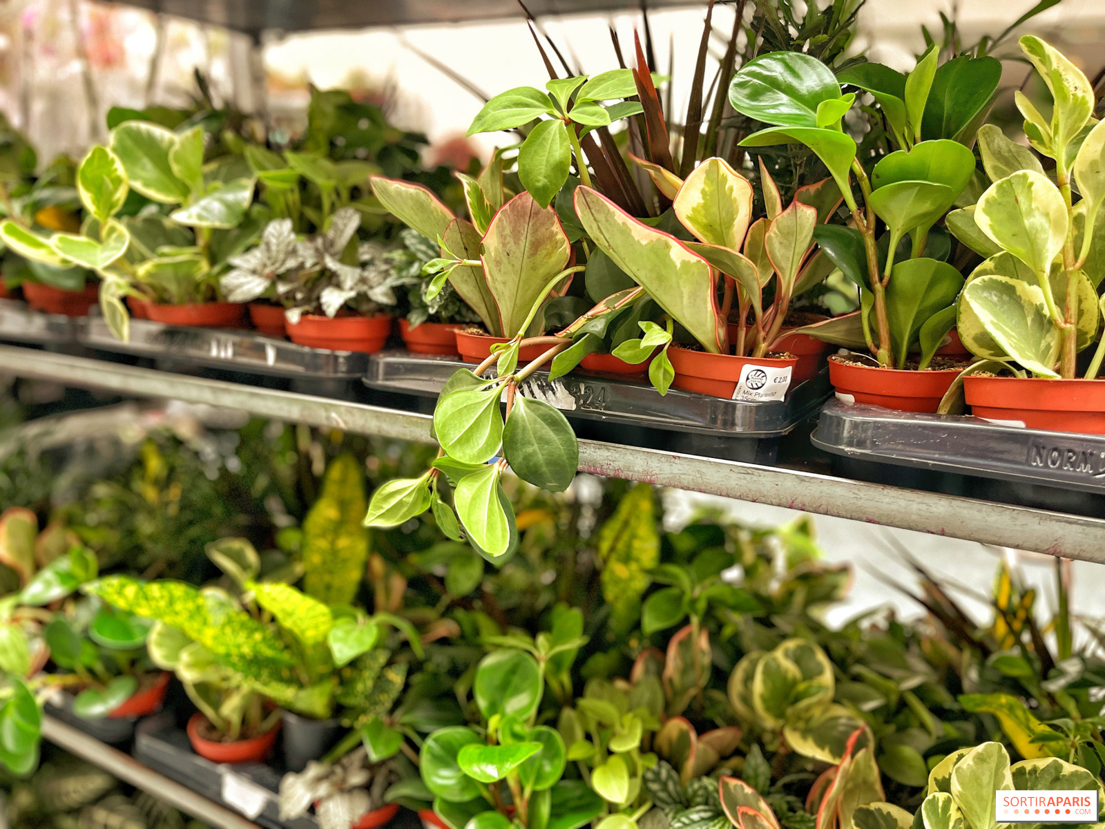 Plantes pour Tous, les prochaines ventes de plantes à partir de 2€ à Paris  - Sortiraparis.com