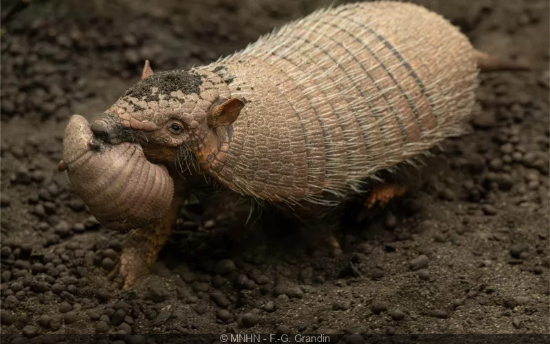 Carnet rose: two baby armadillos are born at the Parc zoologique