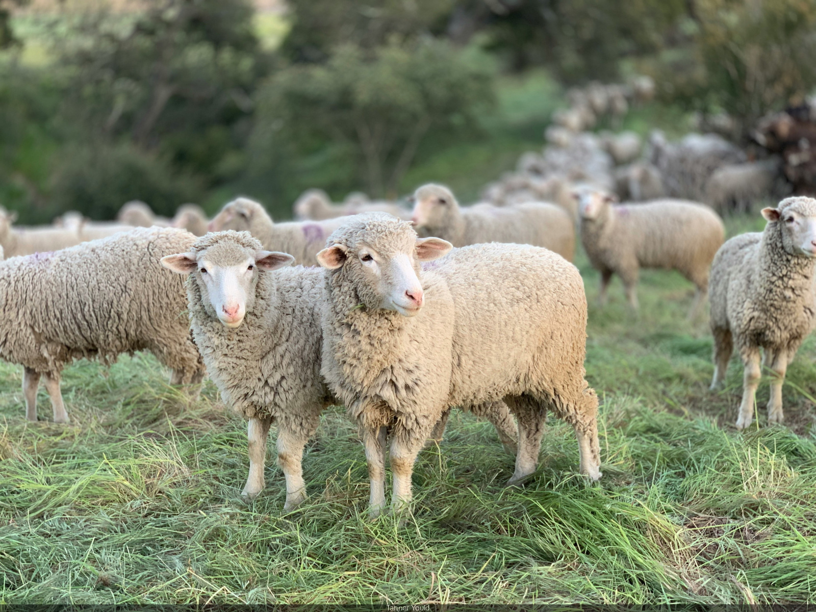 Participez à la transhumance d’un troupeau de  moutons en Essonne, en septembre