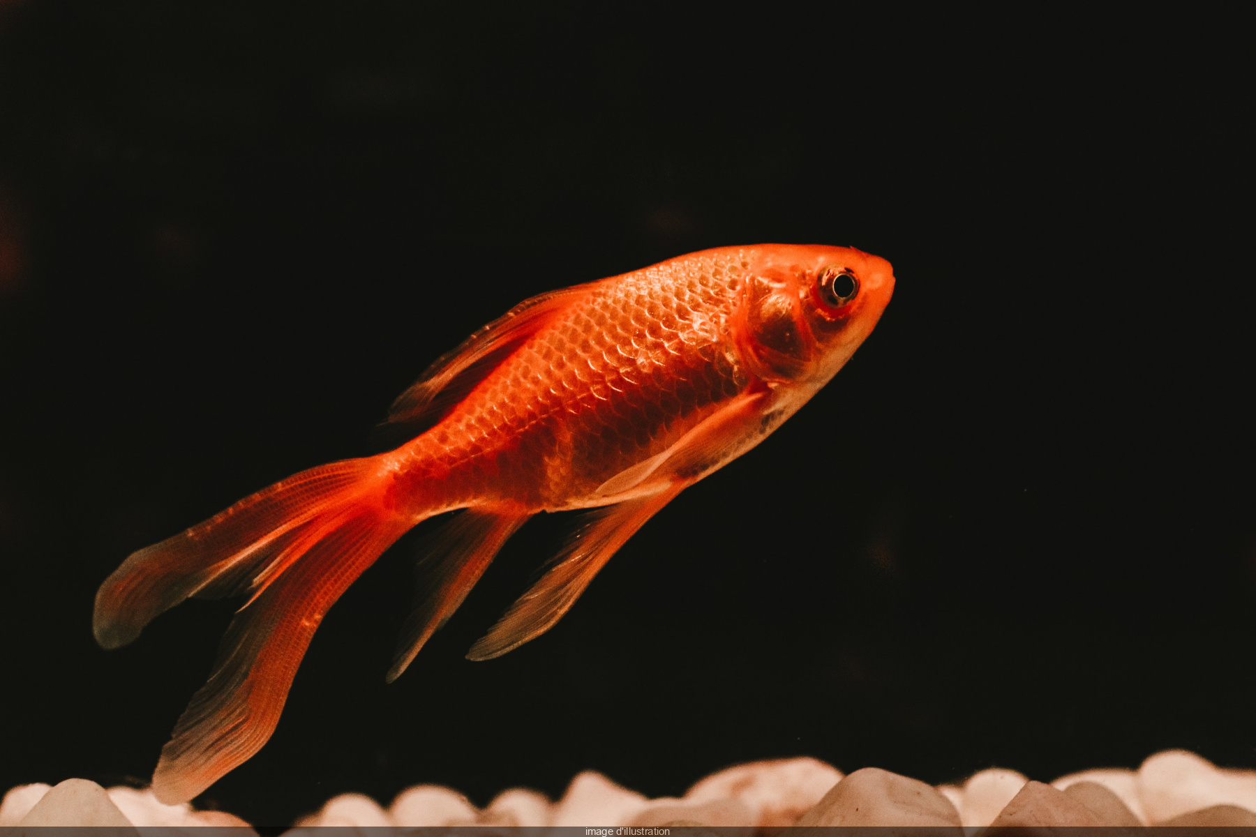 Un refuge pour poissons rouges à l'Aquarium de Paris.