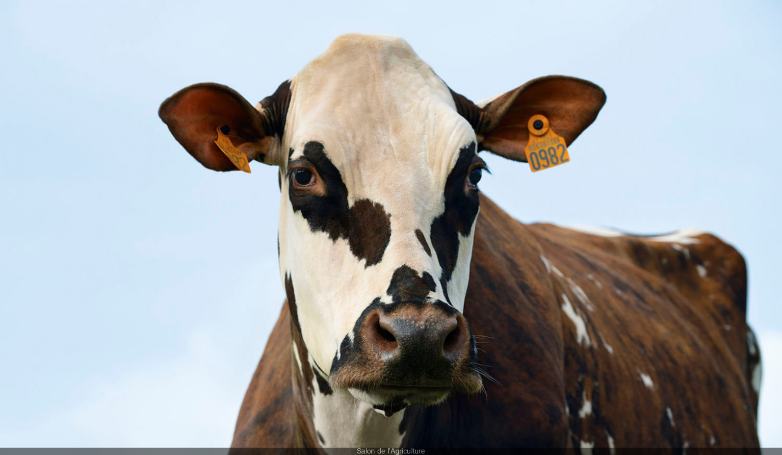 Salon de l'Agriculture 2024 : découvrez la vache élue nouvelle égérie du  salon 