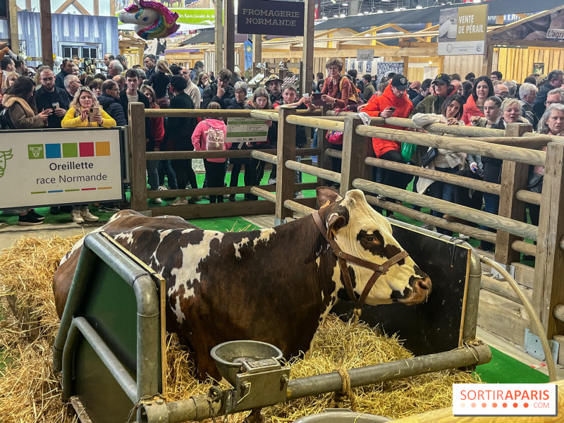 Salon de l'Agriculture 2024 : découvrez la vache élue nouvelle égérie du salon