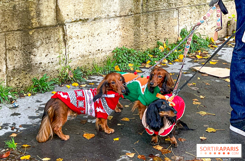 Paris Sausage Walk 2024 : la marche des teckels revient dans la capitale ce week-end !