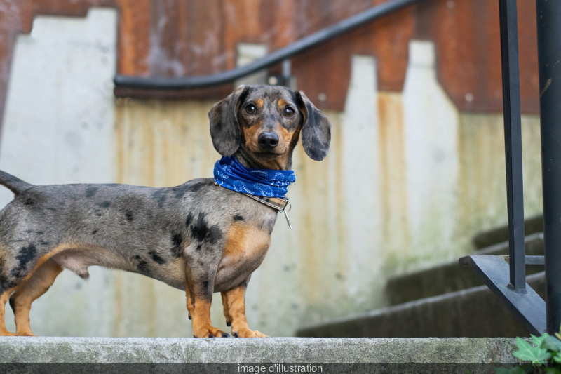 Paris Sausage Walk 2024 : la marche des teckels de retour dans la capitale, pour la bonne cause !